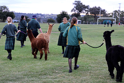School Newsletter (Due Fortnightly on a Friday)